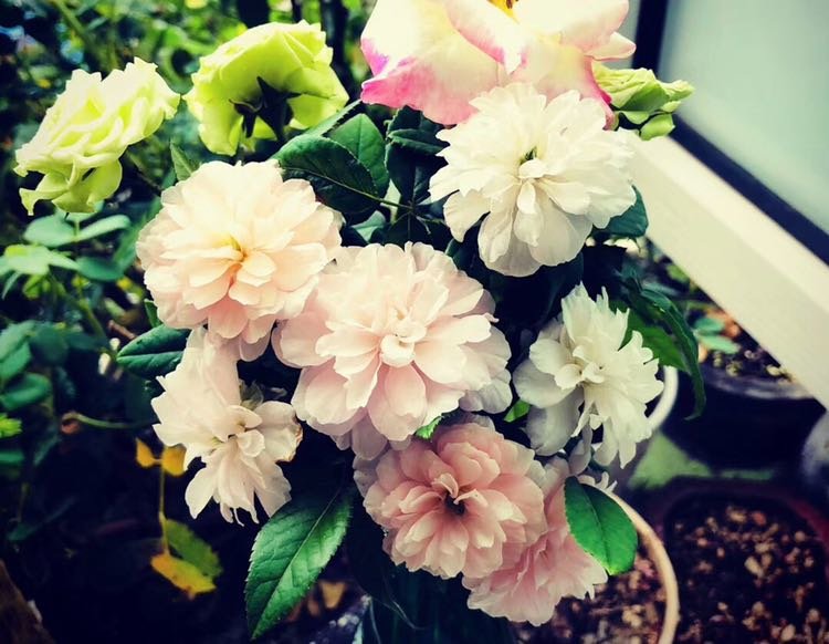 月季大战病虫害篇