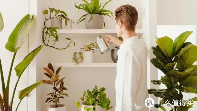 5大室内网红绿植,不仅撩人,还能养人!
