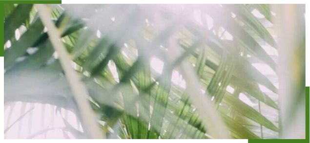 全网吹爆「牛油果绿」?我却更爱这抹绿!