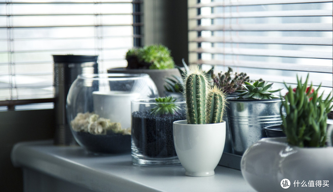 3种自动浇花方案 DIY、解放双手托管你的花花草草