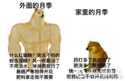 为什么街边绿化带的月季没人管都疯狂开花,家养的月季动不动就死还不开花?