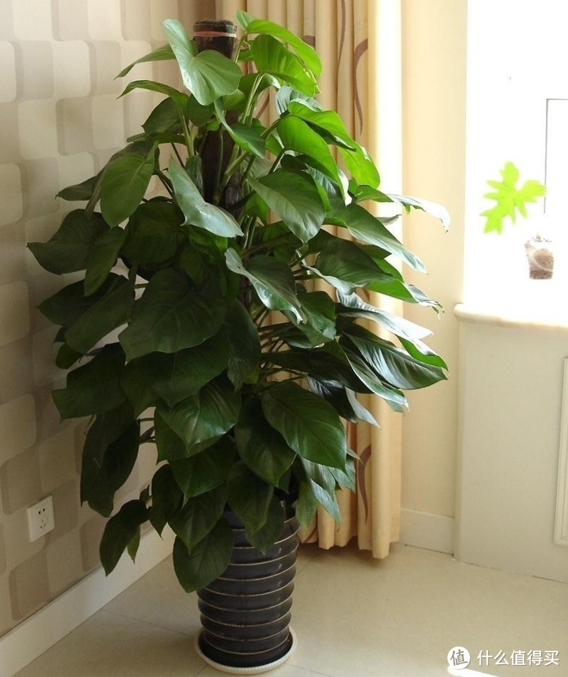 养花那些事双11新手绿植推荐第一篇(不容易翻车的花花草草)