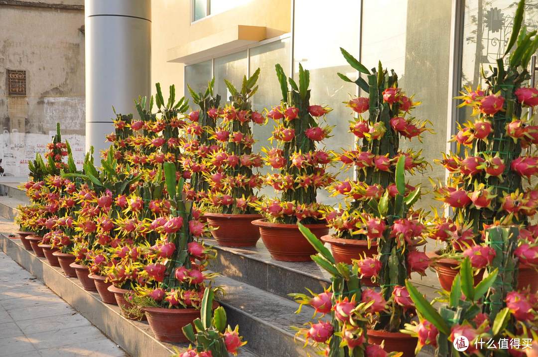 适合在家养护的绿植推荐 火龙果