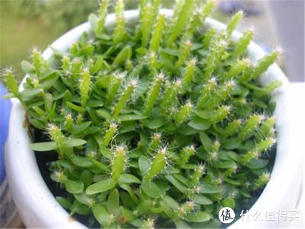 适合在家养护的绿植推荐 火龙果