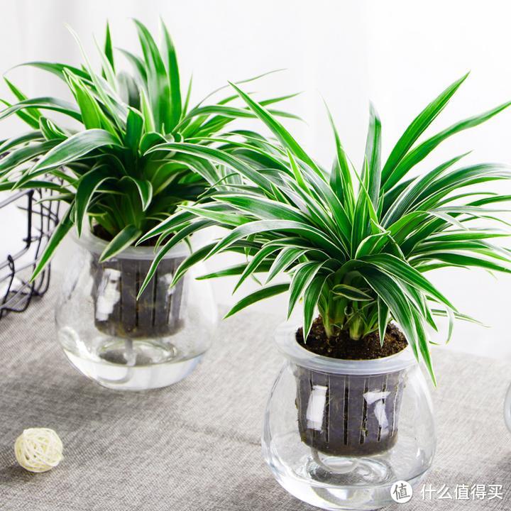 绿色生活，养护小植物，健康生活