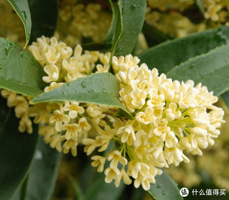 庭院绿植种植种类推荐