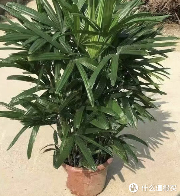 冬天了要养一株绿植,棕竹选购攻略及养护方法